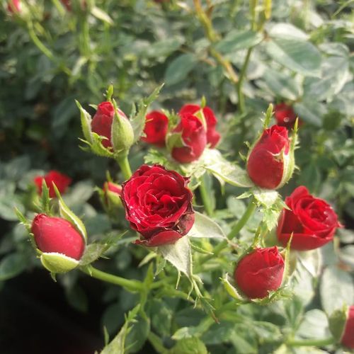 Rosa  Festival® - czerwony  - Róże pienne - z drobnymi kwiatami - korona zwarta
